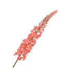 Kunstbloem Eremurus Steel Zalm | 107 cm