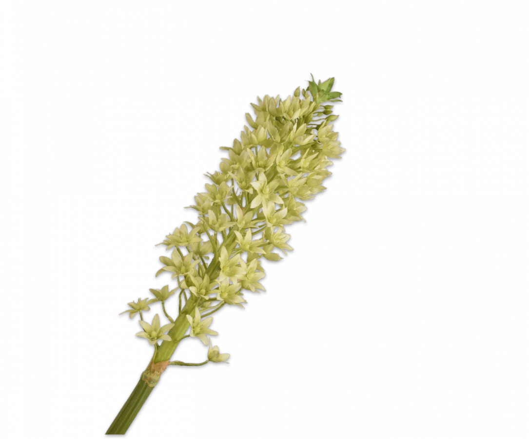 Kunstbloem Eucomis Tak Groen | 106 cm - NU PUUR & GROEN