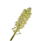 Kunstbloem Eucomis Tak Groen | 106 cm