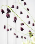 Kunstbloem Fritillaria Tak Bordeaux | 97 cm - NU PUUR & GROEN
