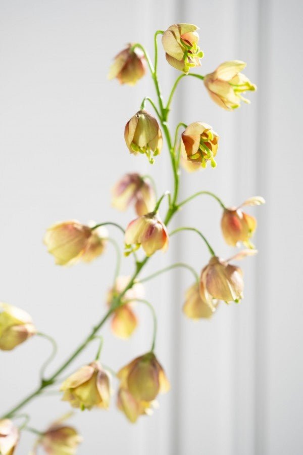 Kunstbloem Fritillaria Tak Bruin/Groen | 111 cm - NU PUUR & GROEN