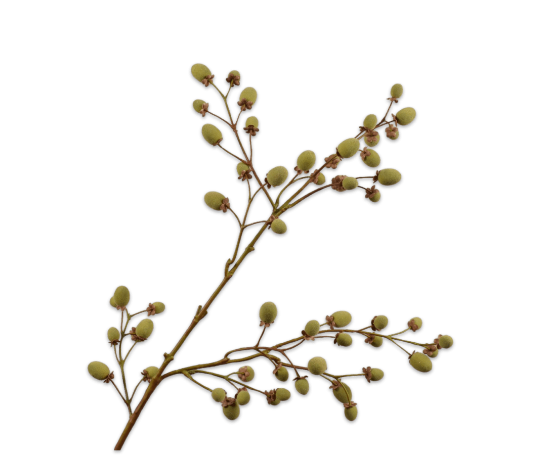 Kunstbloem Fruittak Kiwi Bruin / Groen | 102 cm - NU PUUR &amp; GROEN