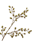 Kunstbloem Fruittak Kiwi Bruin / Groen | 102 cm - NU PUUR & GROEN