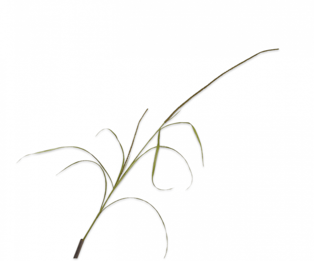 Kunstbloem Gras Tak Groen | 178 cm - NU PUUR & GROEN