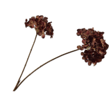 Kunstbloem Hortensia Tak Rood/Bruin | 85 cm