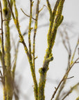 Kunstbloem Houttak Bruin/Groen | 134 cm - NU PUUR & GROEN