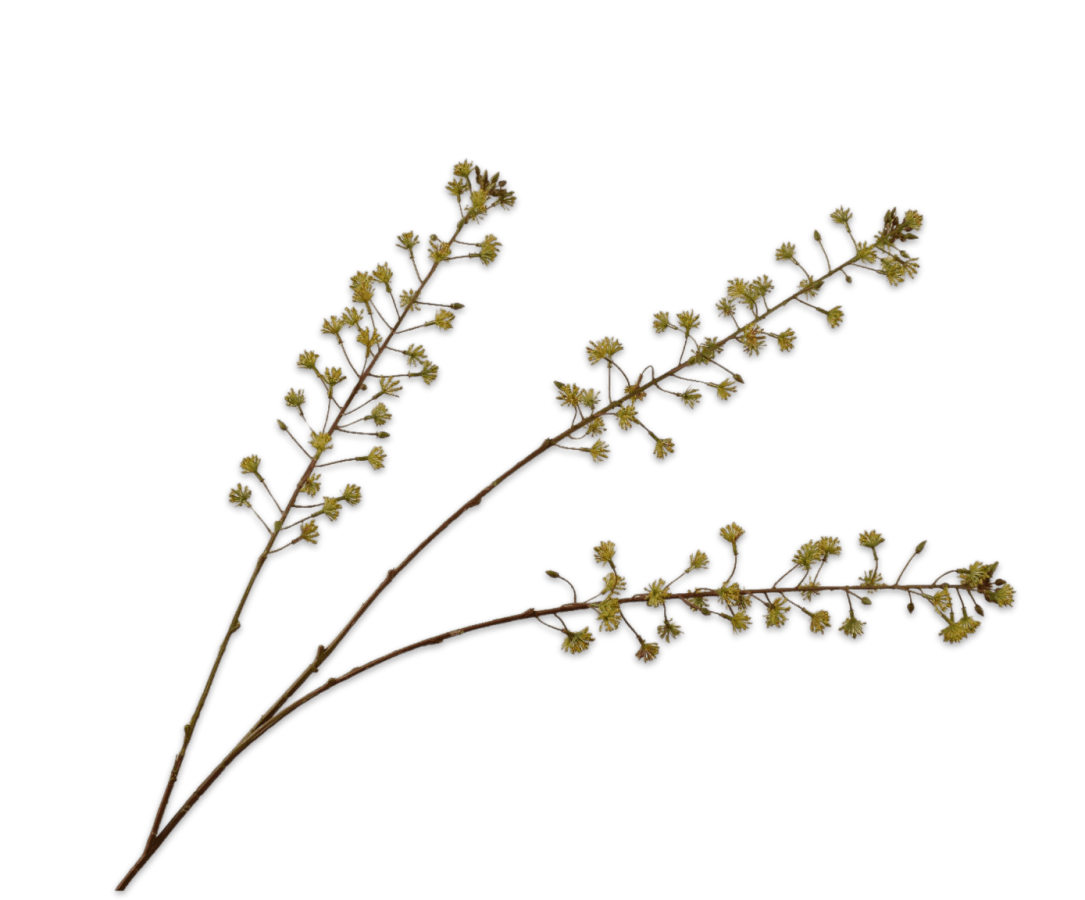 Kunstbloem Kastanje Tak Groen | 111 cm - NU PUUR &amp; GROEN