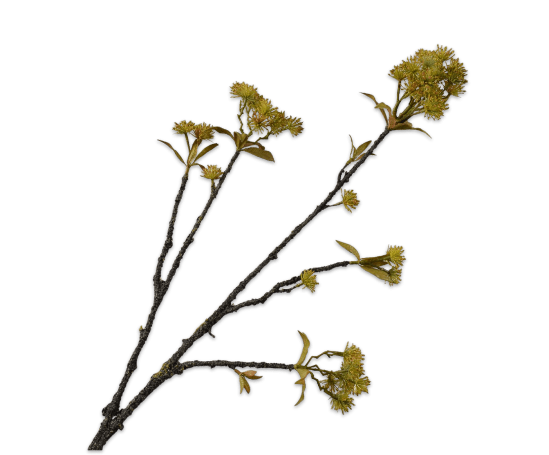 Kunstbloem Kastanje Tak Groen | 75 cm - NU PUUR &amp; GROEN