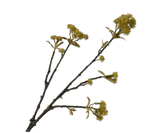 Kunstblume Kastanienzweig Grün | 75 cm