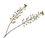 Kunstbloem Kastanje Tak Groen | 86 cm