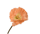 Fleur artificielle Coquelicot Tige Orange | 63 cm