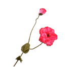 Kunstbloem Klaproos Tak Beauty RT | 109 cm