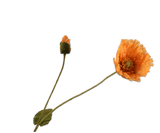 Kunstbloem Klaproos Tak Oranje | 74 cm