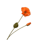 Kunstbloem Klaproos Tak Oranje RT | 74 cm