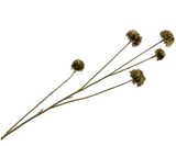 Kunstblume Kornblume Zweig Braun/Grün | 91 cm