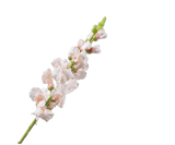 Kunstbloem Leeuwebek Steel Creme/Roze | 81 cm