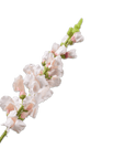 Kunstbloem Leeuwebek Steel Creme/Roze | 81 cm - NU PUUR & GROEN