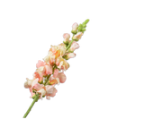 Kunstblume Leeuwebek Stahl Pfirsich | 81 cm