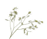 Kunstbloem Mimosa Tak Groen | 125 cm
