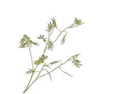 Fleur artificielle Branche de Mimosa Vert | 96 cm