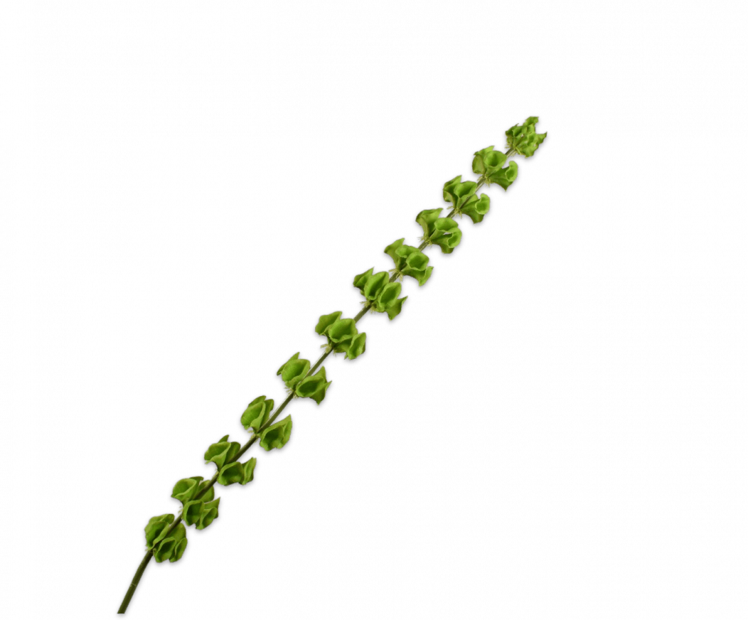 Kunstbloem Molucella Groen | 118 cm - NU PUUR & GROEN
