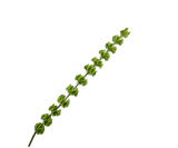 Kunstbloem Molucella Groen | 118 cm