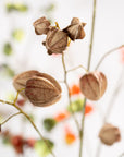 Kunstbloem Physalis Tak Donkerbruin | 125 cm - NU PUUR & GROEN