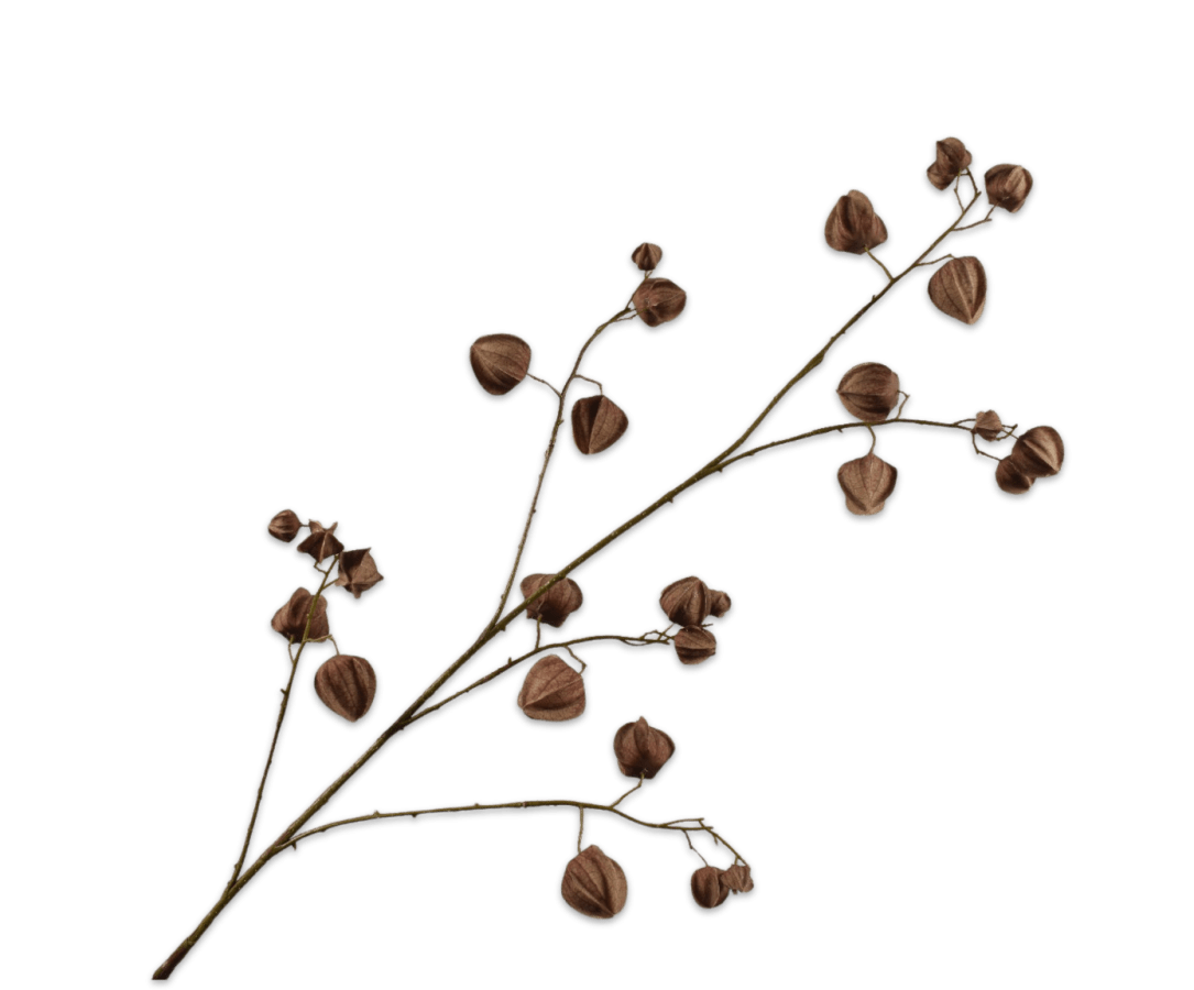 Kunstbloem Physalis Tak Donkerbruin | 125 cm - NU PUUR &amp; GROEN