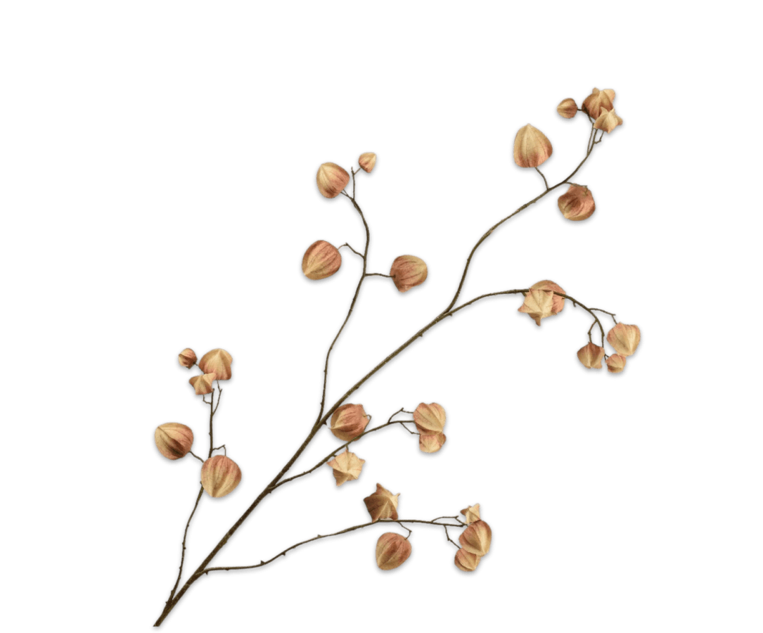 Kunstbloem Physalis Tak Lichtbruin | 125 cm - NU PUUR & GROEN