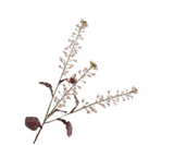 Kunstbloem Primula Tak Creme/Roze | 111 cm