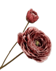 Kunstbloem Ranonkel Tak Rood | 62 cm - NU PUUR & GROEN