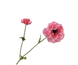 Kunstbloem Ranonkel Tak Roze Real Touch | 63 cm