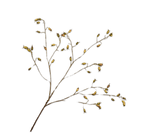 Kunstbloem Rozenbottel Tak Groen | 106 cm