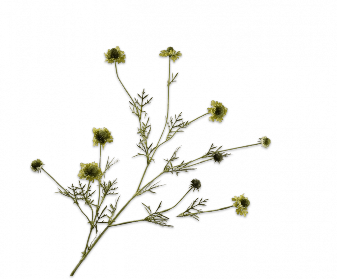 Kunstbloem Scabiosa Tak Groen | 127 cm - NU PUUR & GROEN