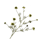 Kunstbloem Scabiosa Tak Groen | 127 cm
