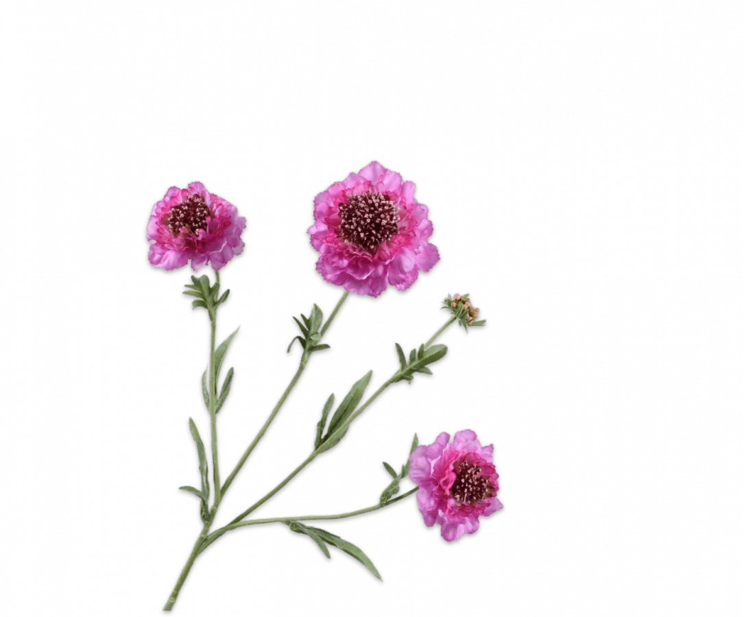 Kunstbloem Scabiosa Tak Hard Roze REAL TOUCH | 80 cm - NU PUUR & GROEN