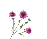 Flor artificial Rama de escabiosa Rosa fuerte REAL TOUCH | 80 cm