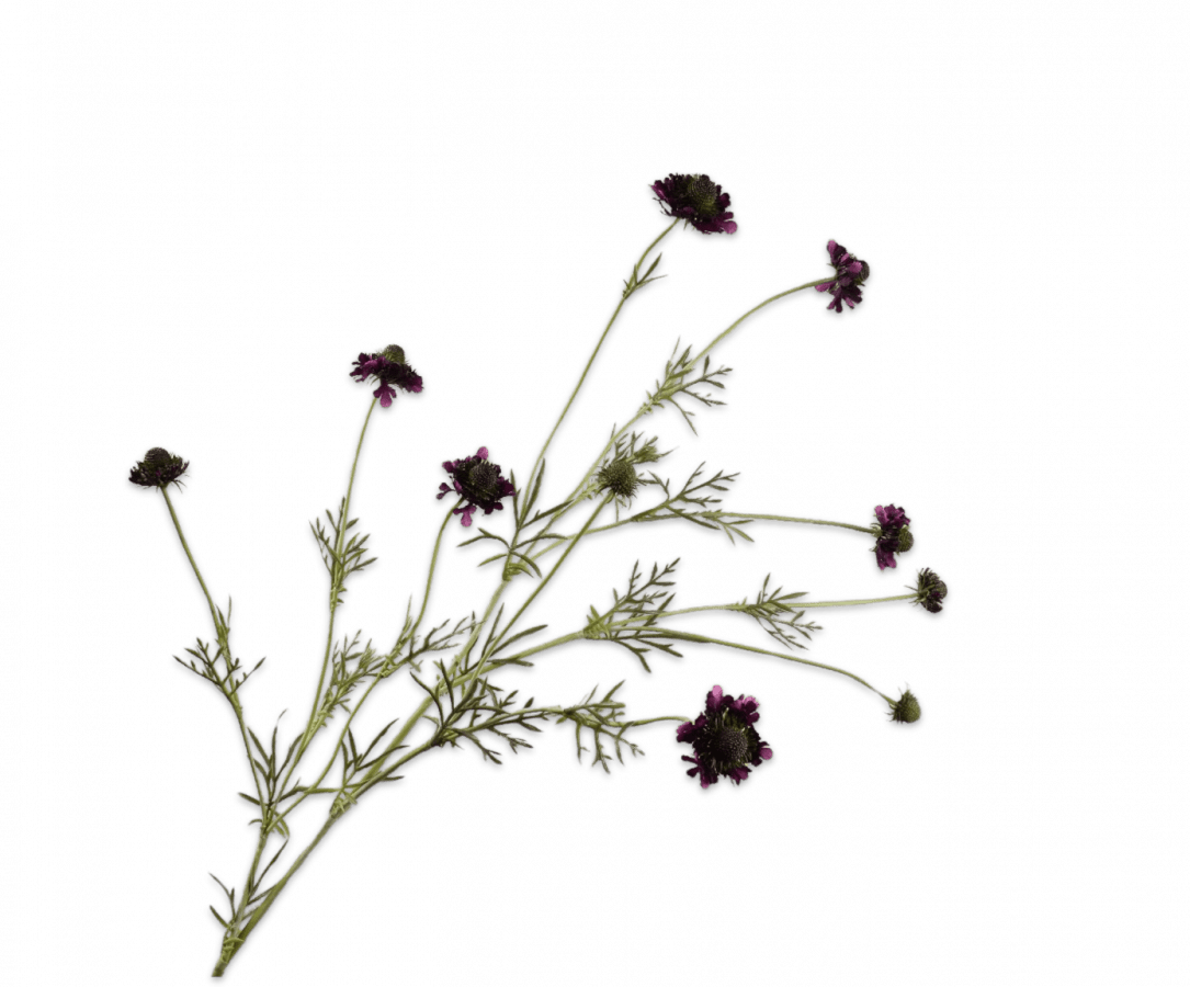 Kunstbloem Scabiosa Tak Paars | 127 cm - NU PUUR & GROEN