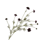 Kunstbloem Scabiosa Tak Paars | 127 cm