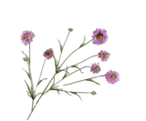 Artificial Flower Scabiosa Branch Pink REAL TOUCH | 120 cm