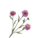 Kunstbloem Scabiosa Tak Roze REAL TOUCH | 80 cm