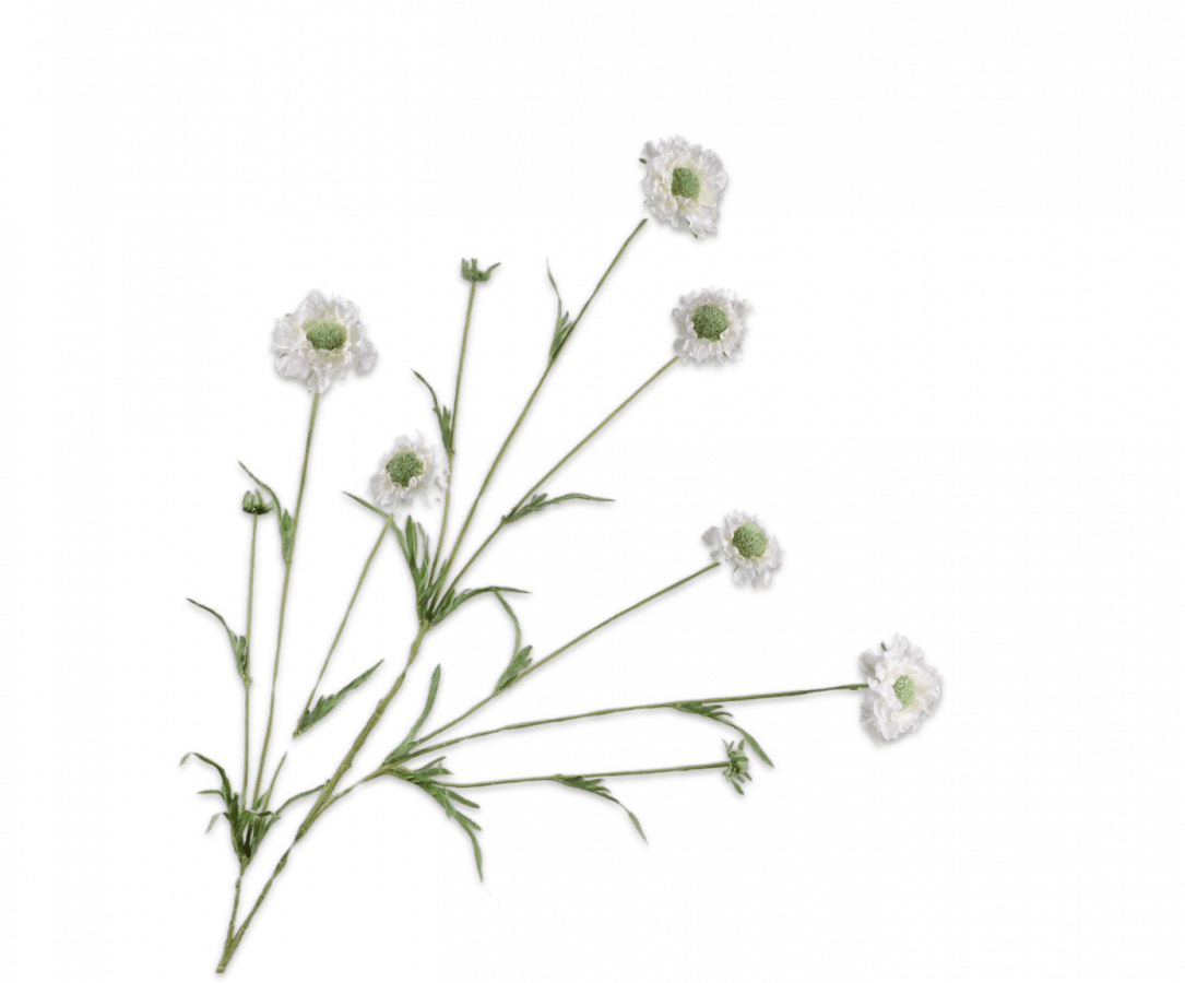 Kunstbloem Scabiosa Tak Wit REAL TOUCH | 120 cm - NU PUUR & GROEN