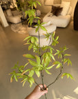 Kunstbloem Schefflera Tak Groen | 117 cm - NU PUUR & GROEN