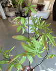 Kunstbloem Schefflera Tak Groen | 117 cm - NU PUUR & GROEN