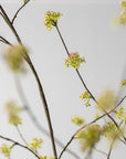 Kunstbloem Spirea Tak Groen | 160 cm - NU PUUR & GROEN