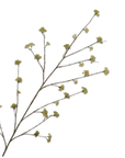 Kunstbloem Spirea Tak Groen | 160 cm - NU PUUR & GROEN
