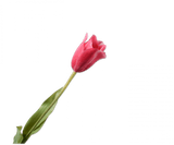Kunstbloem Tulp Steel Beauty | 72 cm