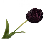 Kunstbloem Tulp Steel Bordeaux RT | 82 cm
