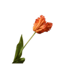 Kunstbloem Tulp Steel Oranje | 71 cm