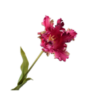 Kunstbloem Tulp Steel Paars/Roze | 71 cm